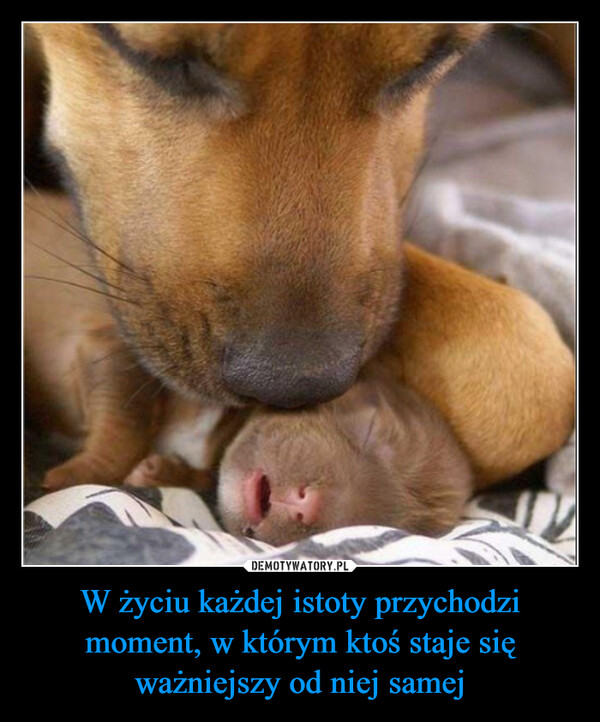 W życiu każdej istoty przychodzi moment, w którym ktoś staje się ważniejszy od niej samej –  