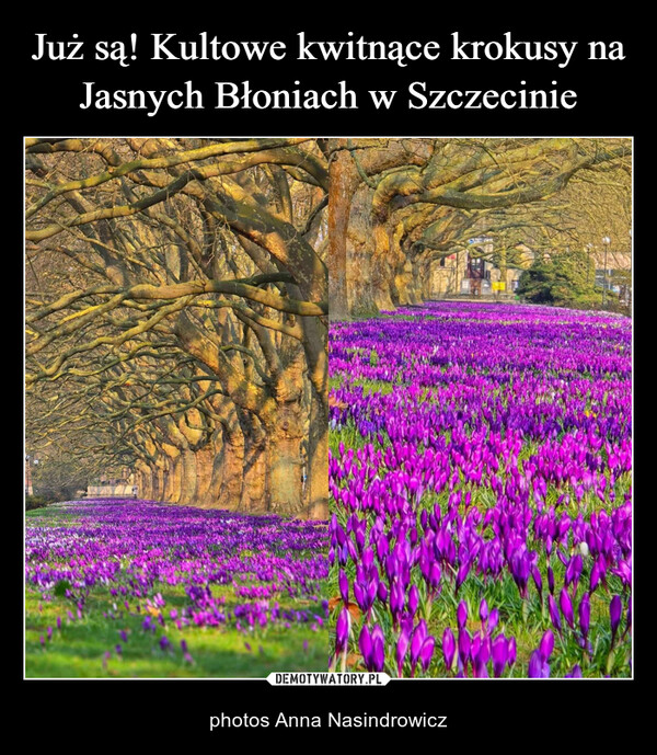 Już są! Kultowe kwitnące krokusy na Jasnych Błoniach w Szczecinie