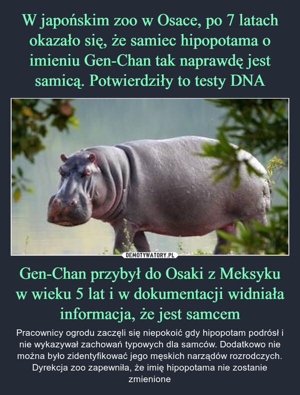 Gen-Chan przybył do Osaki z Meksyku w wieku 5 lat i w dokumentacji widniała informacja, że jest samcem – Pracownicy ogrodu zaczęli się niepokoić gdy hipopotam podrósł i nie wykazywał zachowań typowych dla samców. Dodatkowo nie można było zidentyfikować jego męskich narządów rozrodczych.Dyrekcja zoo zapewniła, że imię hipopotama nie zostanie zmienione 