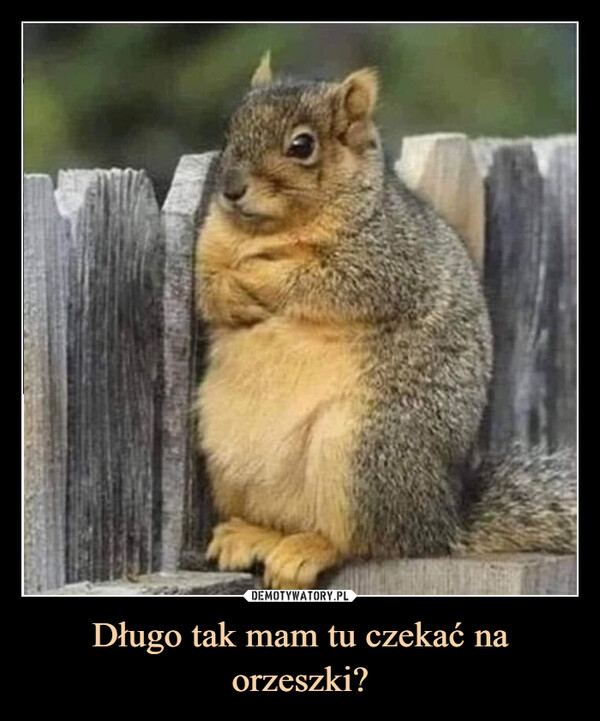 Długo tak mam tu czekać na orzeszki? –  