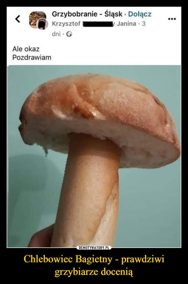 Chlebowiec Bagietny - prawdziwi grzybiarze docenią –  Ale okazPozdrawiamGrzybobranie - Śląsk. DołączKrzysztofdni->Janina - 3.