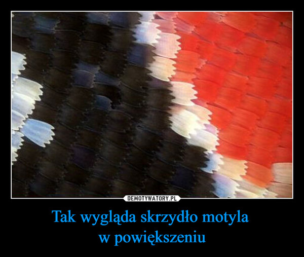 Tak wygląda skrzydło motyla w powiększeniu –  