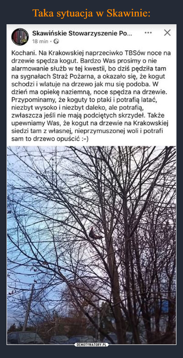  –  Skawińskie Stowarzyszenie Po...18 min →Kochani. Na Krakowskiej naprzeciwko TBSów noce nadrzewie spędza kogut. Bardzo Was prosimy o niealarmowanie służb w tej kwestii, bo dziś pędziła tamna sygnałach Straż Pożarna, a okazało się, że kogutschodzi i wlatuje na drzewo jak mu się podoba. Wdzień ma opiekę naziemną, noce spędza na drzewie.Przypominamy, że koguty to ptaki i potrafią latać,niezbyt wysoko i niezbyt daleko, ale potrafią,zwłaszcza jeśli nie mają podciętych skrzydeł. Takżeupewniamy Was, że kogut na drzewie na Krakowskiejsiedzi tam z własnej, nieprzymuszonej woli i potrafisam to drzewo opuścić :-)