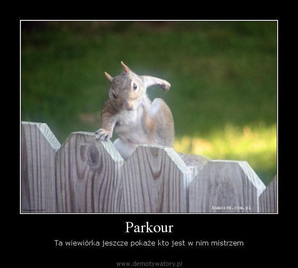 Parkour – Ta wiewiórka jeszcze pokaże kto jest w nim mistrzem  